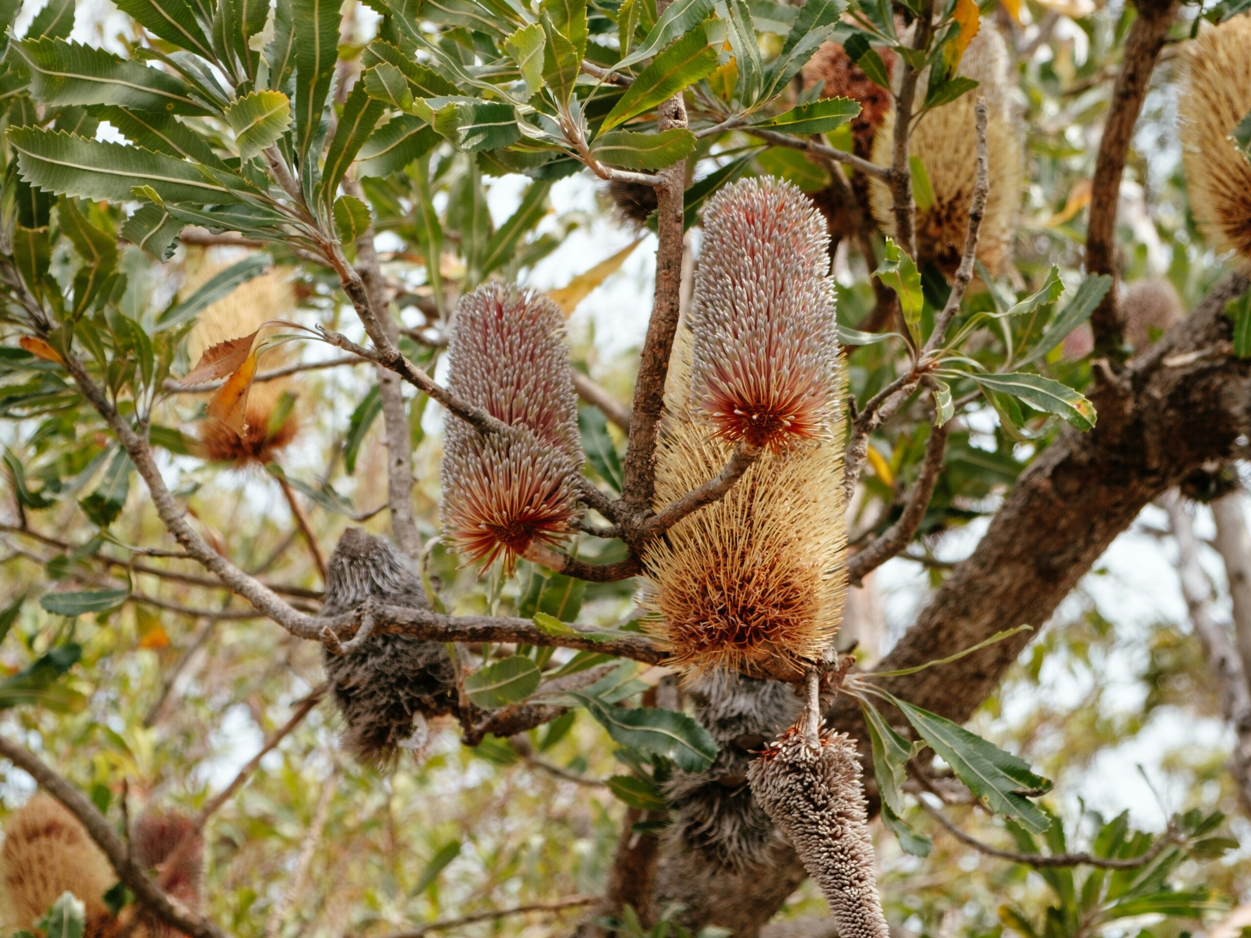 Banksia flowers on a native Australian tree