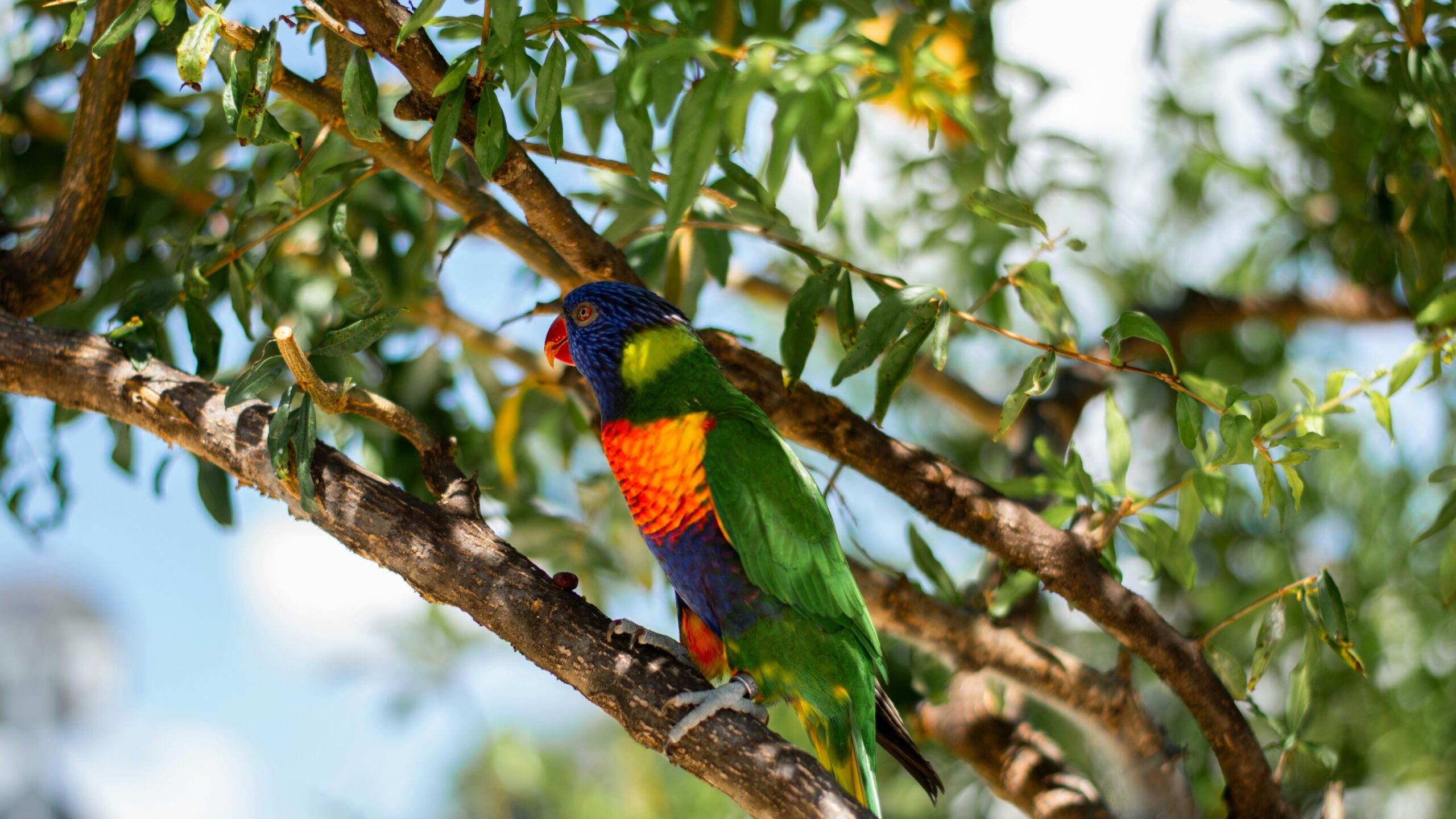 Rainbow lorikeet perched on a tree branch